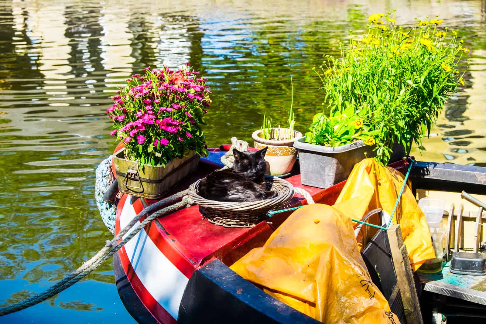 best plants for a narrowboat.