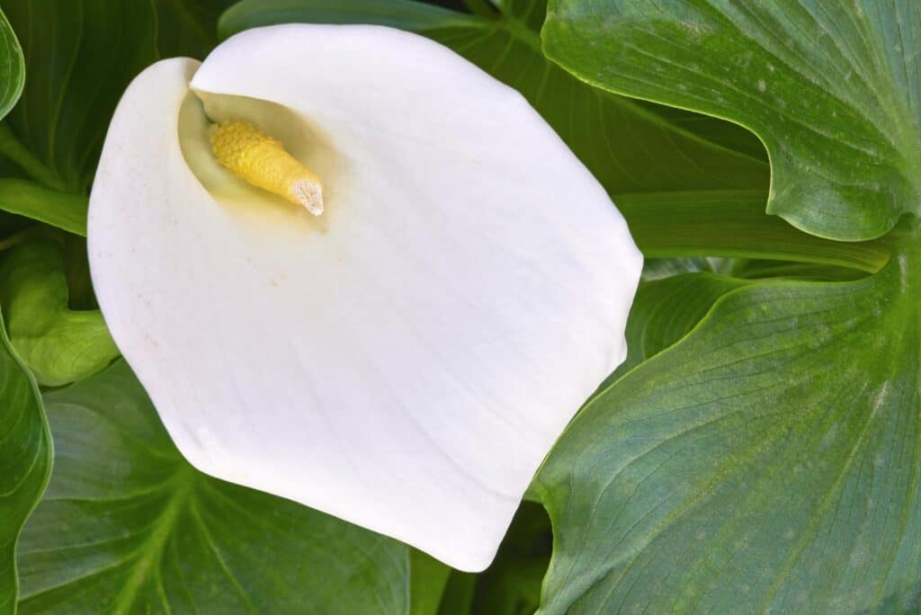 Peace Lily with green  leaves in the background